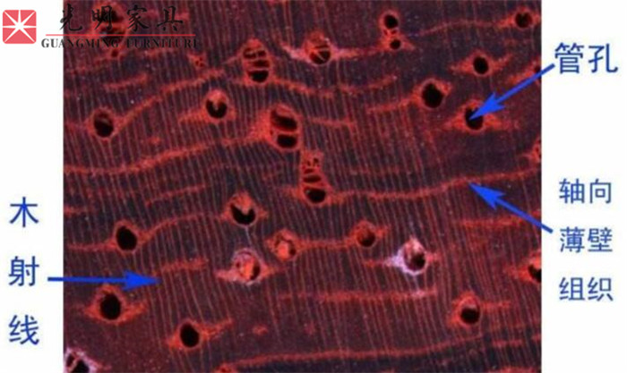 實木家具選材--紅斑馬木史上最完整全面的圖文介紹